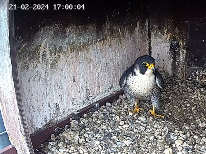 Screenshot_20240221_165659_Samsung Internet