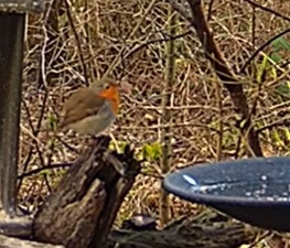 Robin am Silo 01.03.24