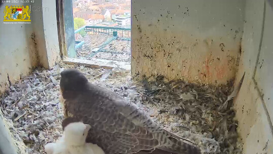 2023-04-17 12_28_12-Webcam - Lebensraum Burg und 6 weitere Seiten - Persönlich – Microsoft​ Edge