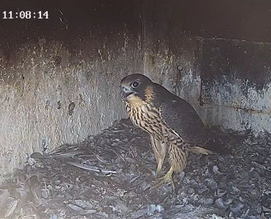 Snap_2025.05.31_12h02m51s_003_