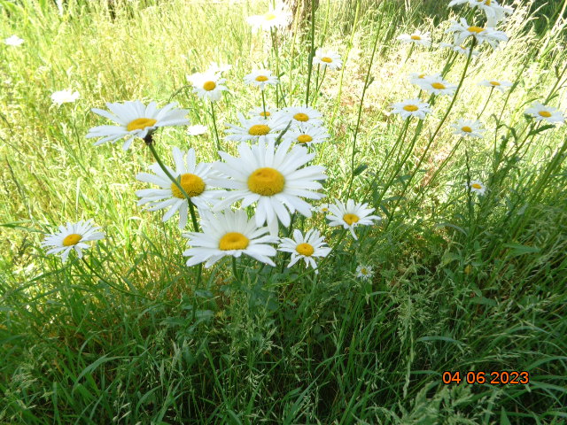 DSC00305