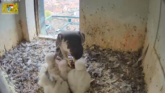 2023-04-18 08_01_50-Webcam - Lebensraum Burg und 2 weitere Seiten - Persönlich – Microsoft​ Edge