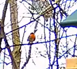 Robin im Geäst 29.02.24