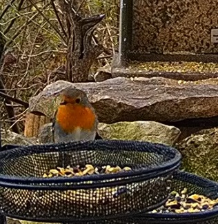 Robin 16.12.24