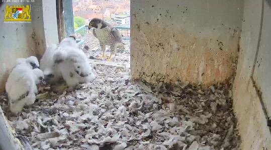 2023-04-27 07_57_08-Webcam - Lebensraum Burg und 1 weitere Seite - Persönlich – Microsoft​ Edge