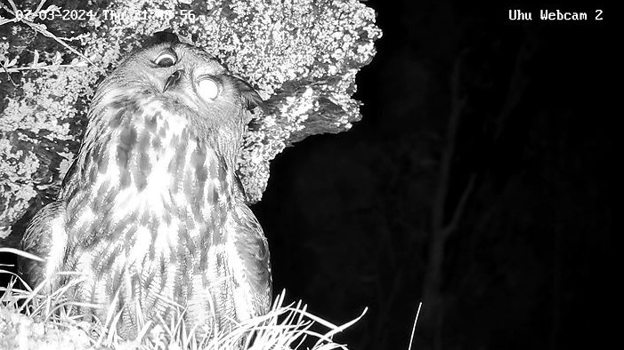 Uhu34