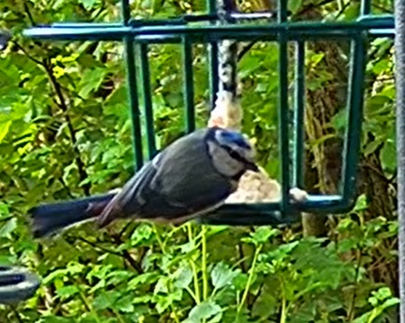 Blaue am Liter 06.05.24