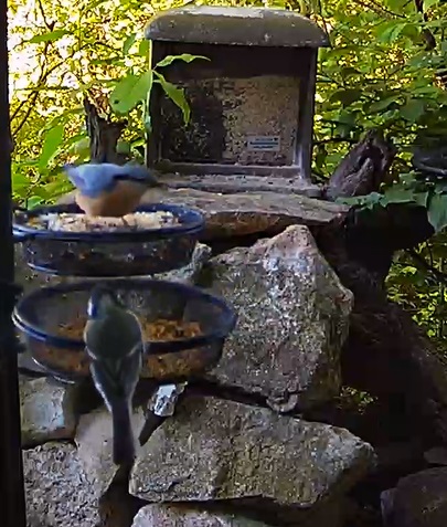 Kleiber und Kohli an den Futterschalen 27.04.24