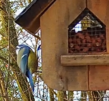 Blaue bei den Nüssen 24.12.24