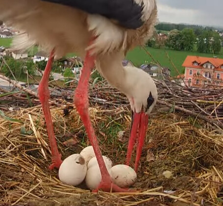 2023-05-15 14_23_12-LIVE Storchennest Freilassing - YouTube und 2 weitere Seiten - Persönlich – Micr