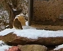 Robin von hinten 17.01.24