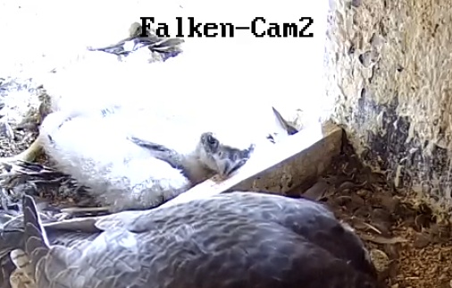 Screenshot_20230515-171854-02