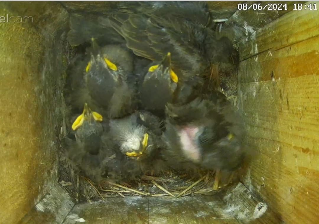 Screenshot_20240608-184606_Chrome