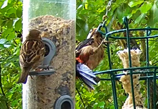 Specht und Spatz 18.05.24