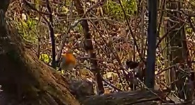 Robin 2 19.08.24