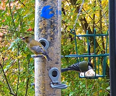 Grünfink und Kohli 23.10.24