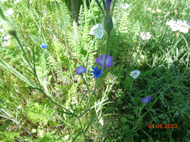 DSC00303