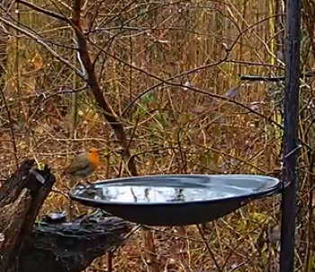 Robin an der Wasserschale 11.02.24