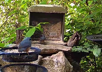 Zwei Kleiber 30.04.24