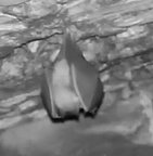 2026-01-29_1 ab 15.00 erste Kugel