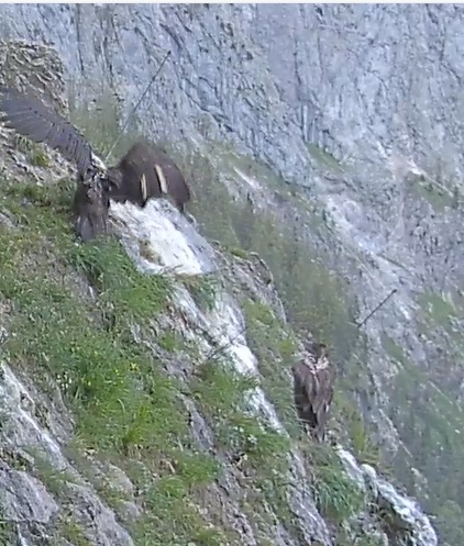 Wiggerl nach oben 29.06.24