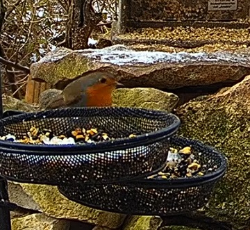 Robin 1 03.01.25