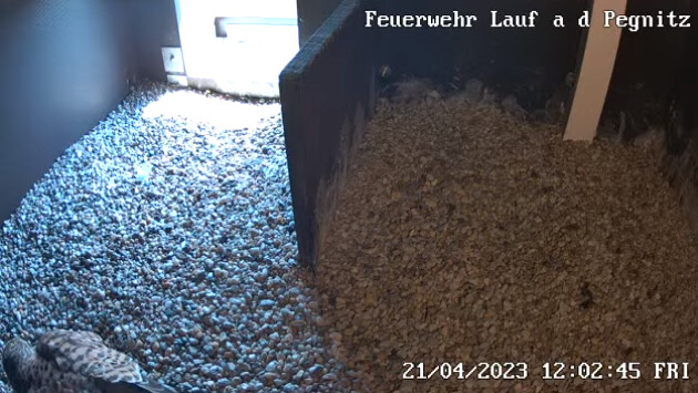 2023-04-21 12_02_52-Freiwillige Feuerwehr Lauf an der Pegnitz und 5 weitere Seiten - Persönlich – Mi