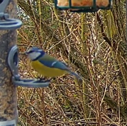 Blaue wählerisch 18.02.24