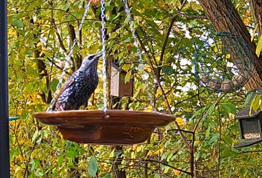 Star an der Tränke 22.10.24