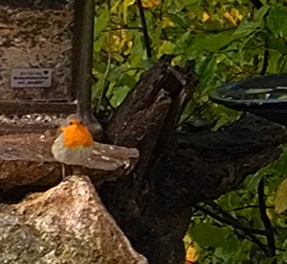 Robin am Silo 13.10.24