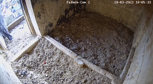 2023-03-10 10_05_55-webcams – Naturfotografen im LBV Coburg und 3 weitere Seiten - Persönlich – Micr