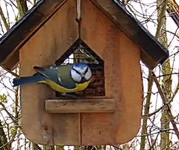 Blaue am Häusel 16.12.24