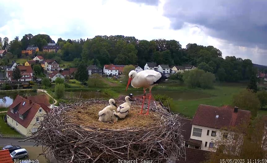 2023-05-15 11_20_39-Storchen-Webcam (Röttenbacher Storchennest) – Gemeinde Röttenbach und 3 weitere