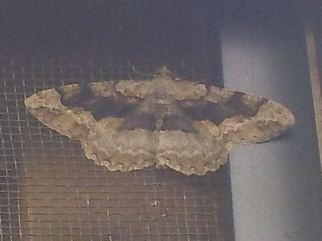 Snap_2025.06.02_16h49m49s_031_