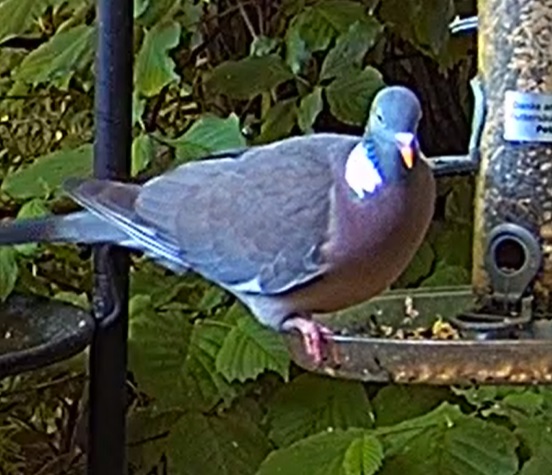 Ringeltaube 1 19.05.24