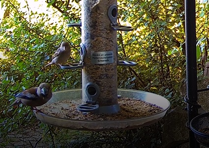 Kernbeißer und Spatz 09.07.24