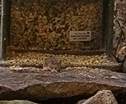 Waldmaus 20.12.24