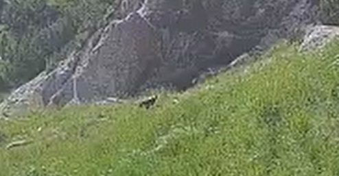 Barti auf der Wiese 2 04.07.25