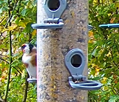 Stieglitz 1 23.10.24