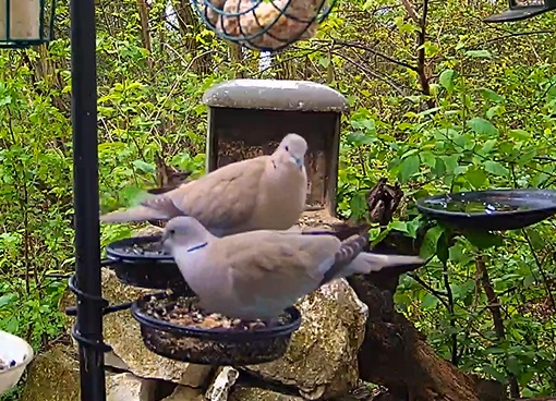 Türkentauben 1 05.04.24