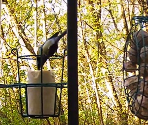 K0hli am Liter 02.04.24