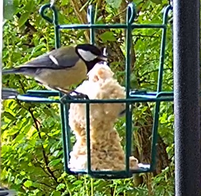 Kohli am Liter 22.05.24