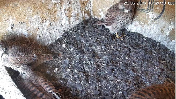 Snap_2025.06.25_11h00m12s_006_