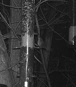 Robin 17.01.24