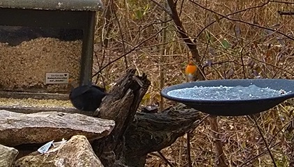 Robin und Amsel 13.01.24