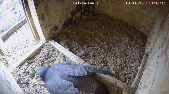 2023-03-10 13_12_28-webcams – Naturfotografen im LBV Coburg und 4 weitere Seiten - Persönlich – Micr