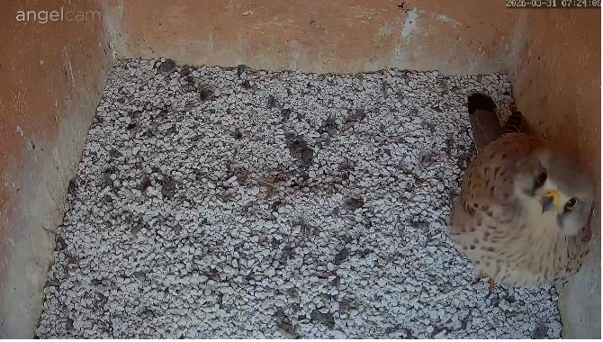 Snap_2026.03.31_07h24m35s_005_