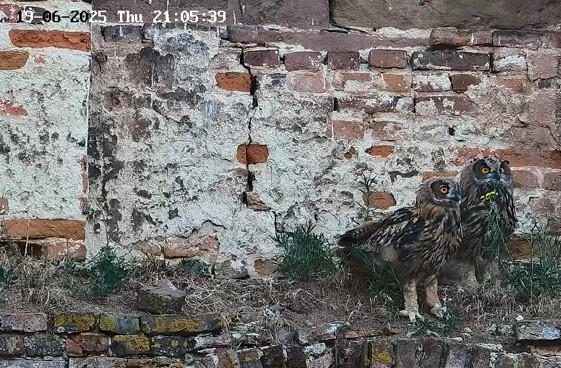 Screenshot 2025-06-19 210029