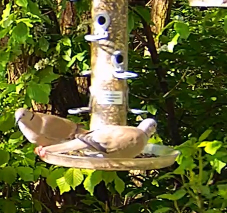 Ringeltauben in der Sonne 11.04.24