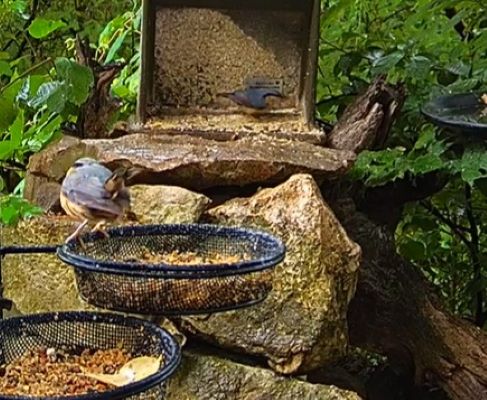 Zaunkönig und Kleiber 18.05.24